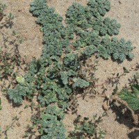 Coldenia procumbens L.